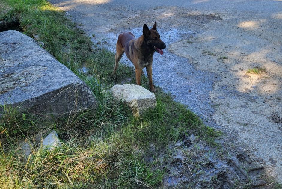 Alerte Découverte Chien  Mâle Montréal France