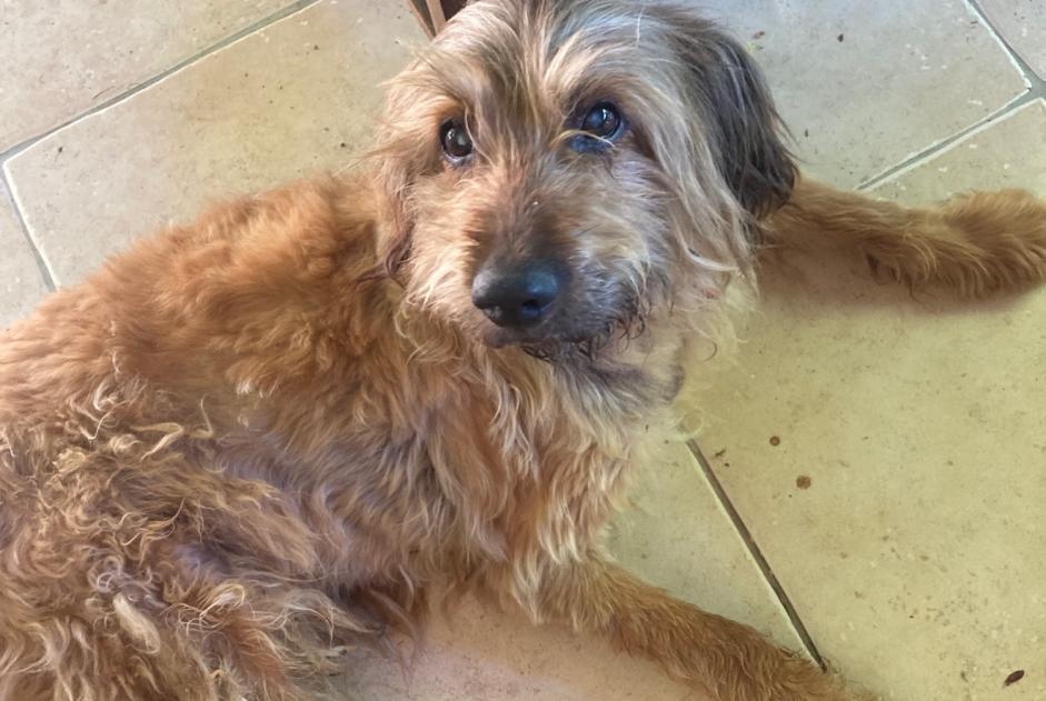 Alerte Découverte Chien croisement Mâle Ligardes France Alerte Découverte Chien croisement Mâle Ligardes France