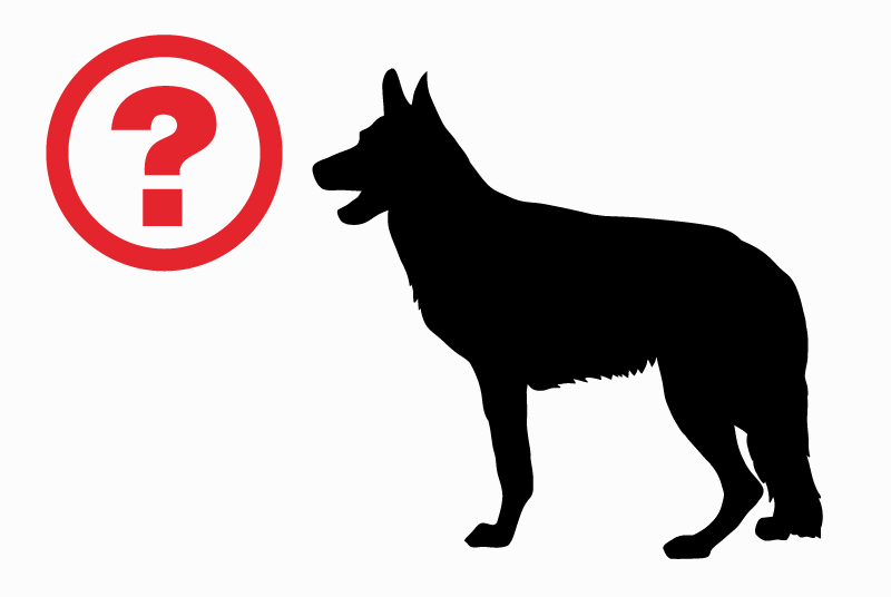 Alerte Découverte Chien croisement  Inconnu Castillon-Savès France